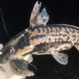 Ripsaw Catfish, photo 2