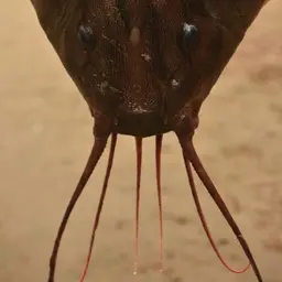Ripsaw Catfish, photo 1