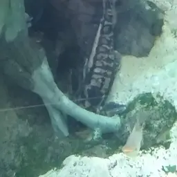 Ripsaw Catfish, photo 3