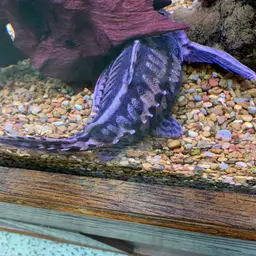 Ripsaw Catfish, photo 4