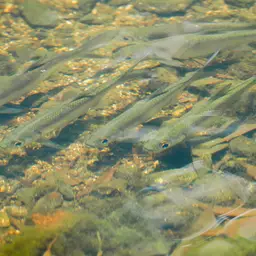 Indo-pacific Tarpon, photo 1