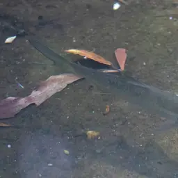 Indo-pacific Tarpon, photo 2