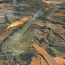Indo-pacific Tarpon, photo 3