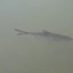 Indo-pacific Tarpon, photo 4