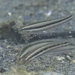 Freshwater Fangblenny