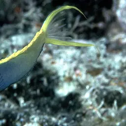 Yellowtail Poison-fang Blenny, photo 1