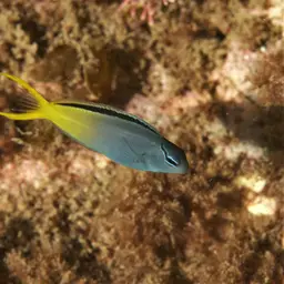 Yellowtail Poison-fang Blenny, photo 2