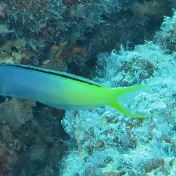 Yellowtail Poison-fang Blenny, photo 3