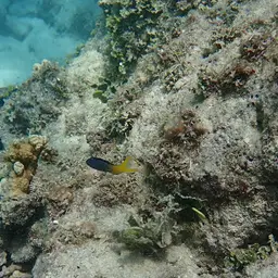 Yellowtail Poison-fang Blenny, photo 4