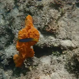 Yellowtail Poison-fang Blenny, photo 5