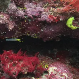 Yellowtail Poison-fang Blenny, photo 6