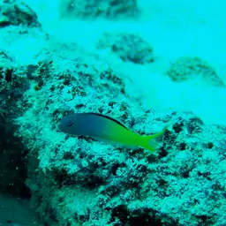 Yellowtail Poison-fang Blenny, photo 8