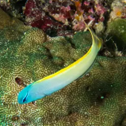Yellowtail Poison-fang Blenny, photo 9