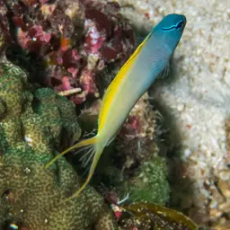 Yellowtail Poison-fang Blenny, photo 10