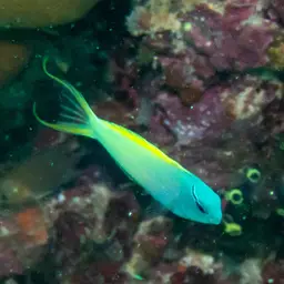 Yellowtail Poison-fang Blenny, photo 11