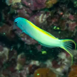 Yellowtail Poison-fang Blenny, photo 12
