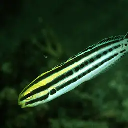 Striped Poison-fang Blenny, photo 1