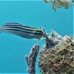 Striped Poison-fang Blenny, photo 2