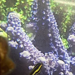 Striped Poison-fang Blenny, photo 3