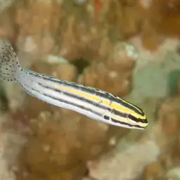 Striped Poison-fang Blenny, photo 4