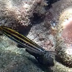 Striped Poison-fang Blenny, photo 5