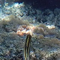 Striped Poison-fang Blenny, photo 6