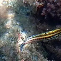 Striped Poison-fang Blenny, photo 7