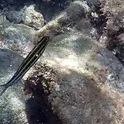 Striped Poison-fang Blenny, photo 8