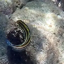 Striped Poison-fang Blenny, photo 9