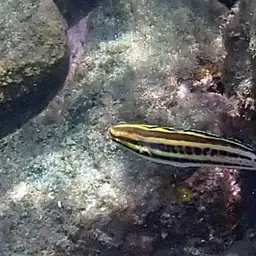 Striped Poison-fang Blenny, photo 10