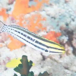 Striped Poison-fang Blenny, photo 11