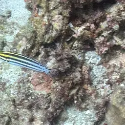 Striped Poison-fang Blenny, photo 12
