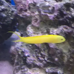 Canary Fangblenny, photo 1