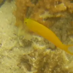 Canary Fangblenny, photo 2