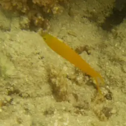 Canary Fangblenny, photo 3