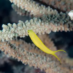Canary Fangblenny, photo 4