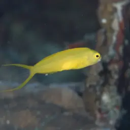 Canary Fangblenny, photo 5