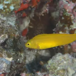 Canary Fangblenny, photo 6