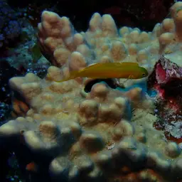 Canary Fangblenny, photo 7