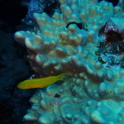 Canary Fangblenny, photo 8
