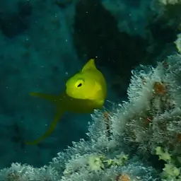 Canary Fangblenny, photo 9