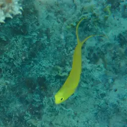 Canary Fangblenny, photo 10