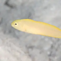 Canary Fangblenny, photo 11