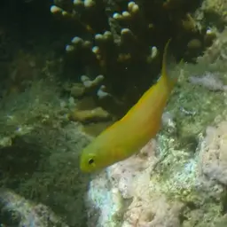 Canary Fangblenny, photo 12