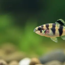 Mekong Bumblebee Goby