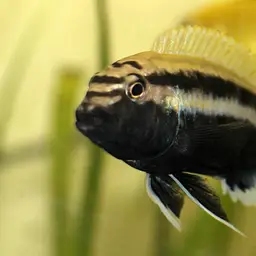 Auratus Cichlid