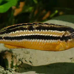 Auratus Cichlid, photo 3