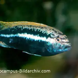 Auratus Cichlid, photo 4