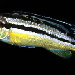 Auratus Cichlid, photo 5