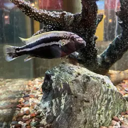 Auratus Cichlid, photo 8